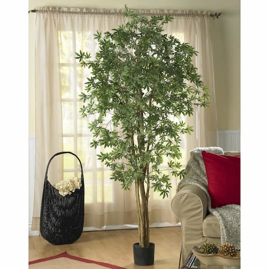 6ft. Potted Japanese Maple Silk Tree